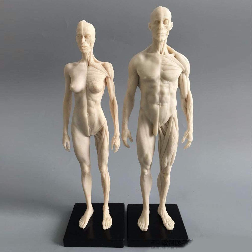 Art mannequin is finally here, now I can do poses for future characters :  r/learnart