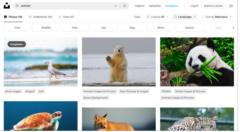 unsplash animal photo resources