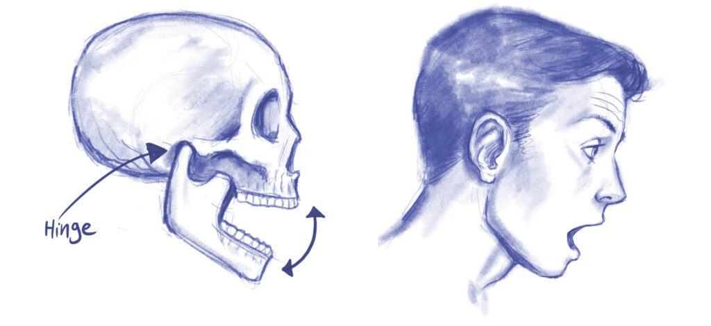 jaw acting as hinge sketch